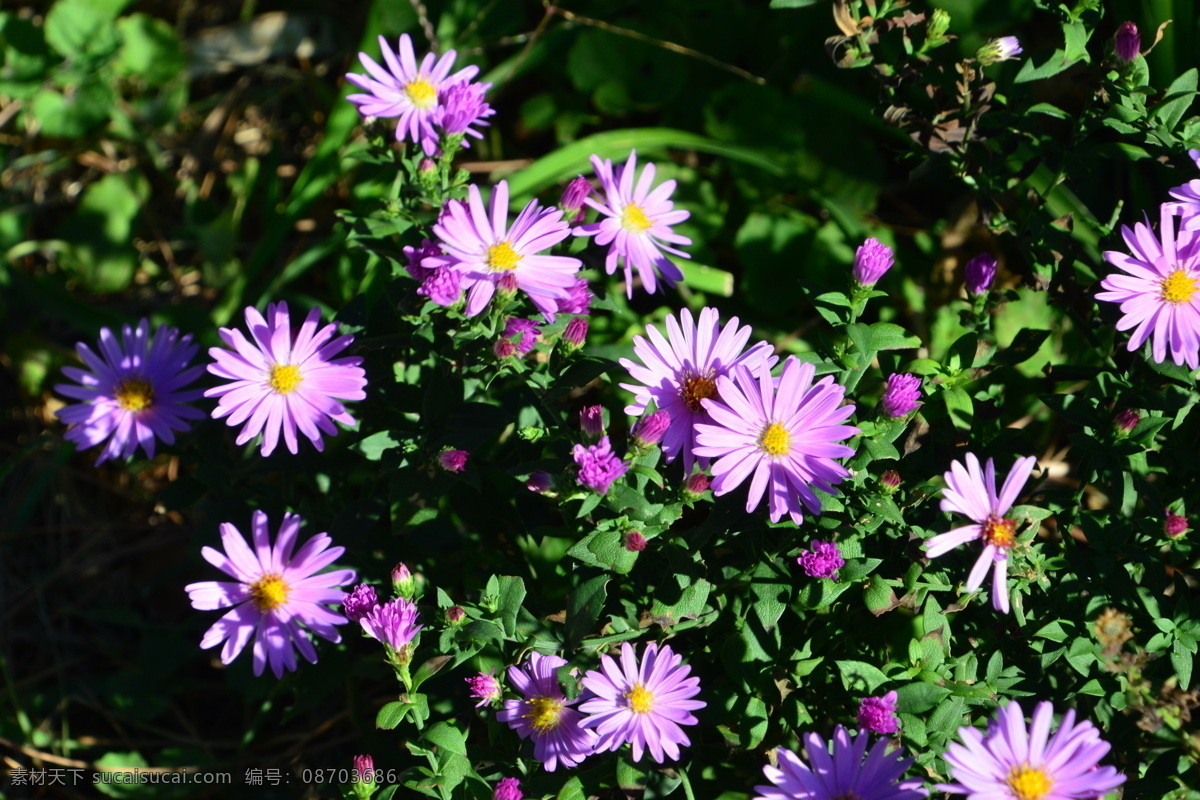 荷兰菊 柳叶菊 纽约紫菀 菊花 园艺 花卉素材 花卉 花儿 花草 花朵 花瓣 花蕊 菊菊花 生物世界