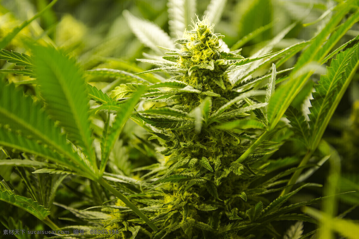 大麻花卉 大麻 植物摄影 花卉 毒品 花草树木 生物世界 黑色