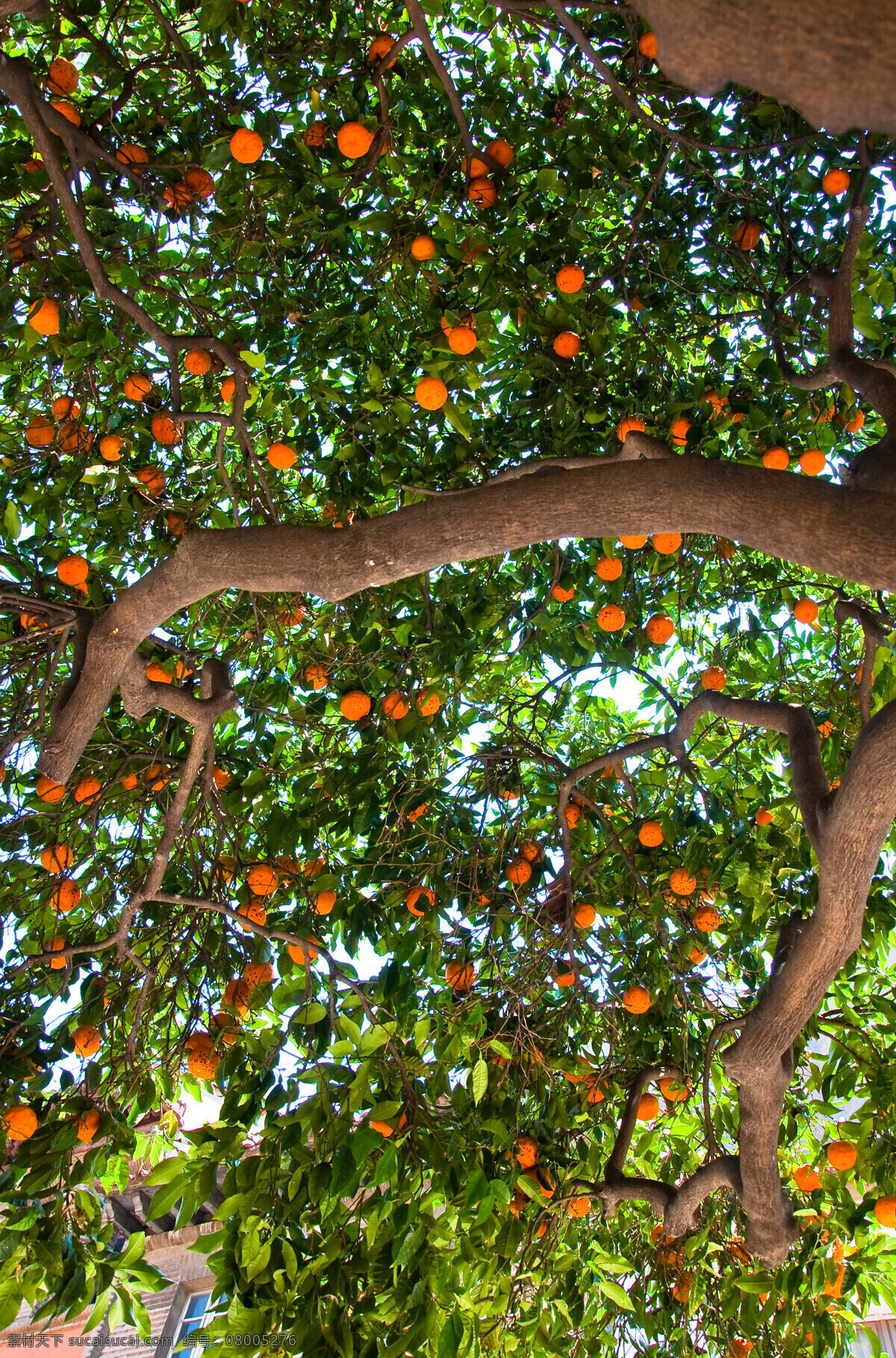 果树摄影 果树 橙子 桔子 水果 新鲜水果 水果插图 水果摄影 水果蔬菜 餐饮美食 黑色