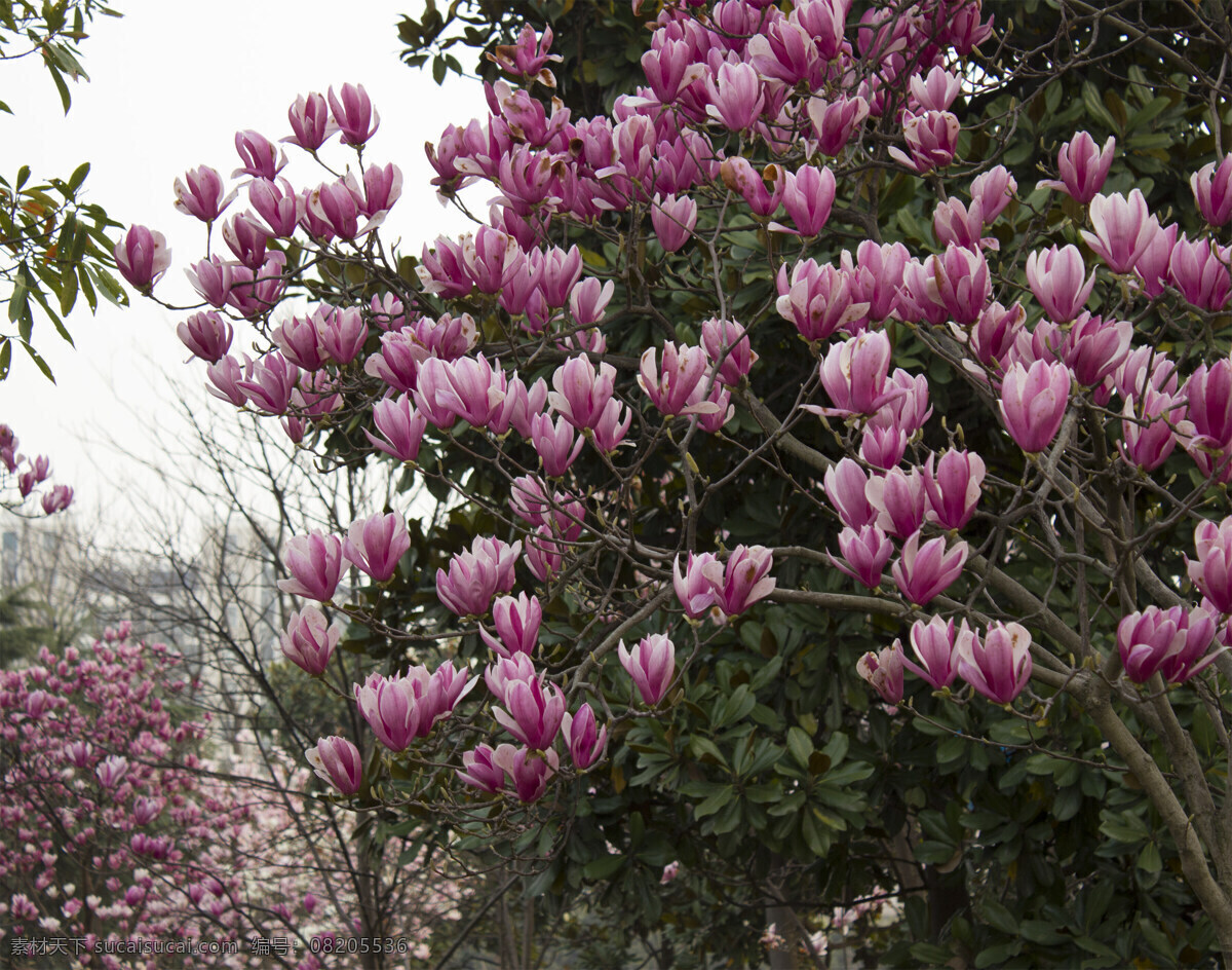 二乔玉兰 龙吴路 春花植物 园林植物 景观 生物世界 花草