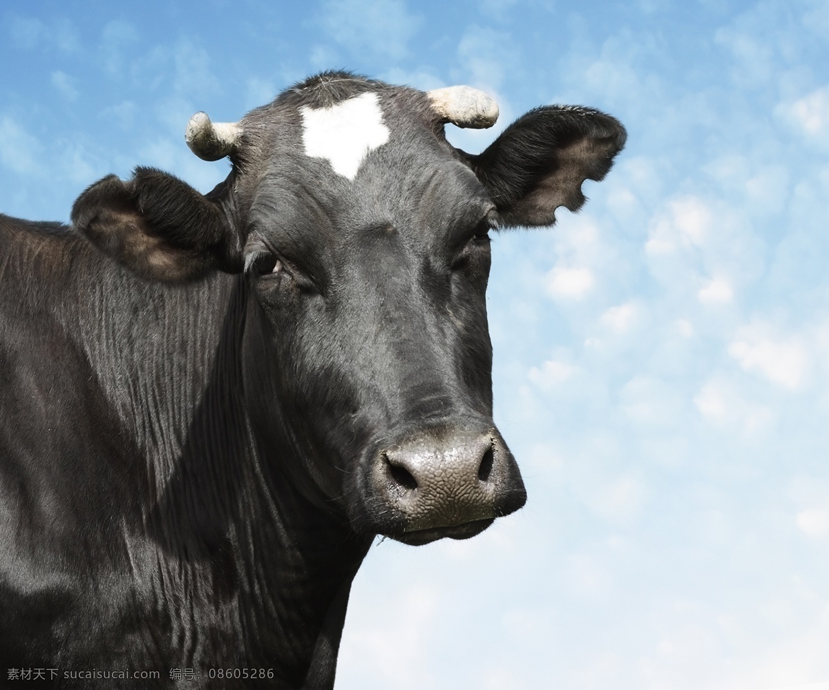 黑牛素材 黑牛 蓝天空 高清素材 背景图