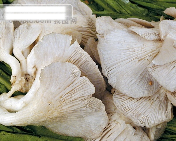 凤尾 菇 生鲜素材 凤尾菇