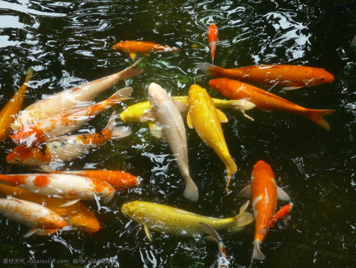 鲤鱼 红色 金色 金鱼 生物世界 鱼类 水 鱼塘