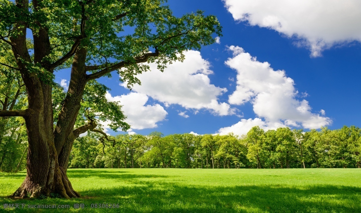 大树草地 草地上的大树 绿色 蓝色天空 树 植物 风景 生长 自然之美 土地 环境 自然 宁静 草地 树干 户外 cc0 分层