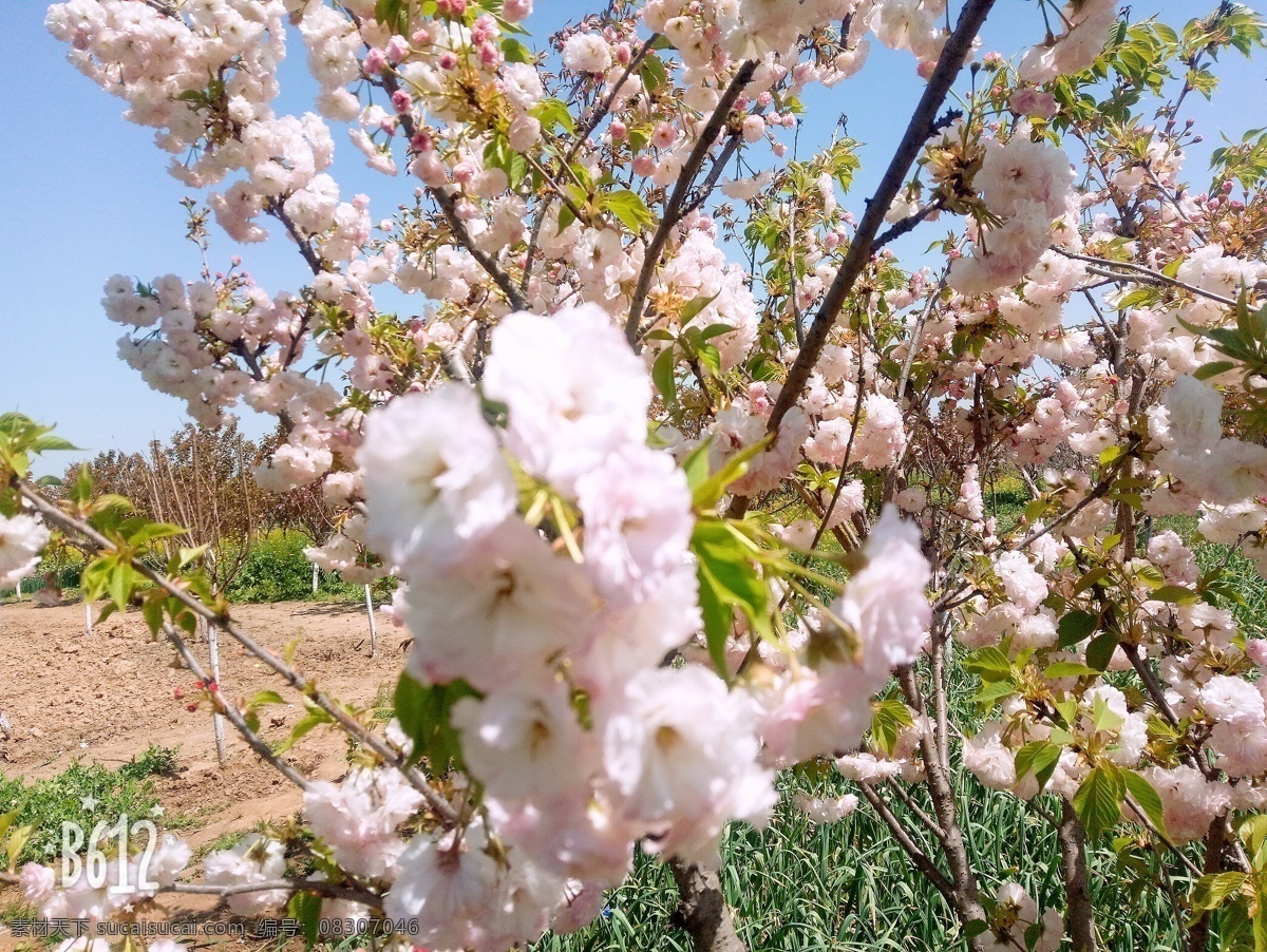 桃花园 植物 观赏 观赏植物 园林植物 花 大自然 背景 自然风光 草 旅游摄影 自然风景