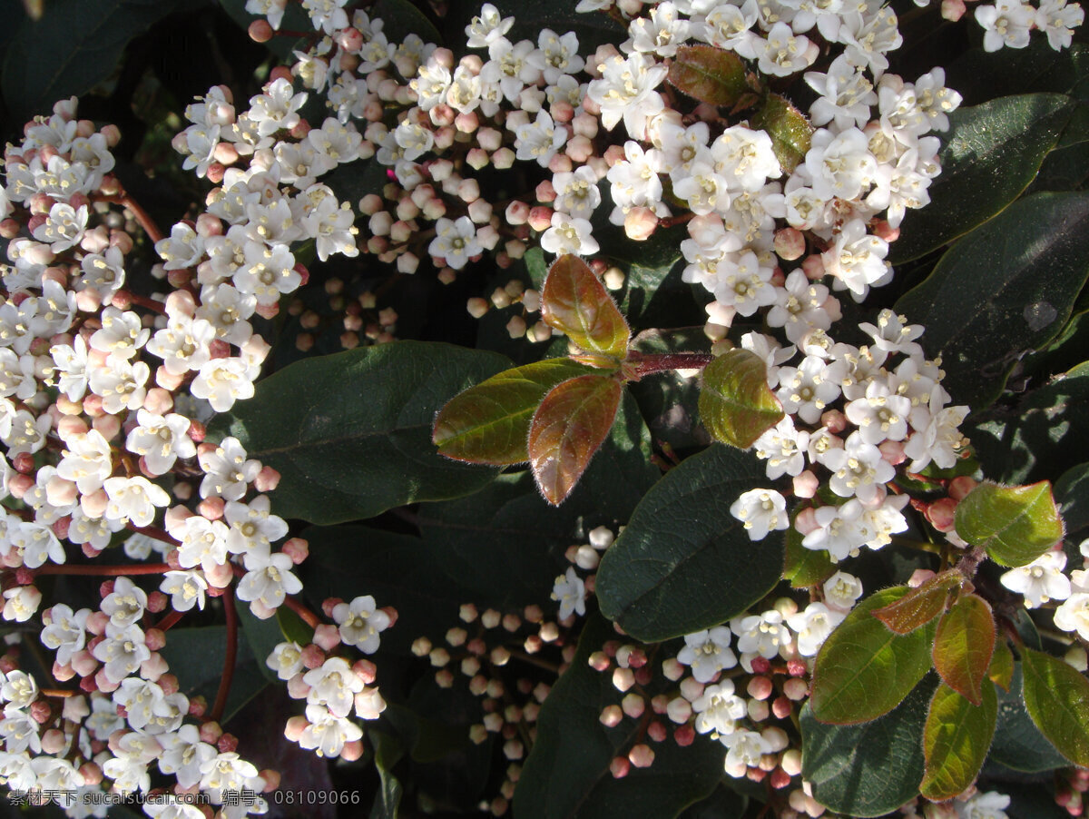 米 桂花 白色花 花草 花蕾 绿叶 生物世界 米桂花 白色花心 矢量图 日常生活