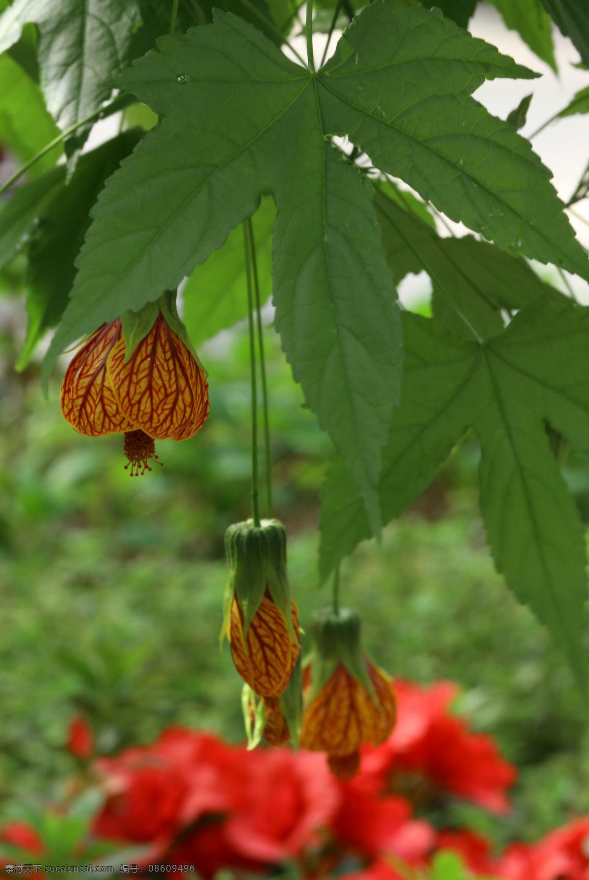 金铃花 灯笼花 网花苘麻 红脉商麻 常绿灌木 花朵 花儿 植物 花卉 花草 园艺 观赏花卉 观赏植物 园林景观 绿化景观 花卉大观园 生物世界