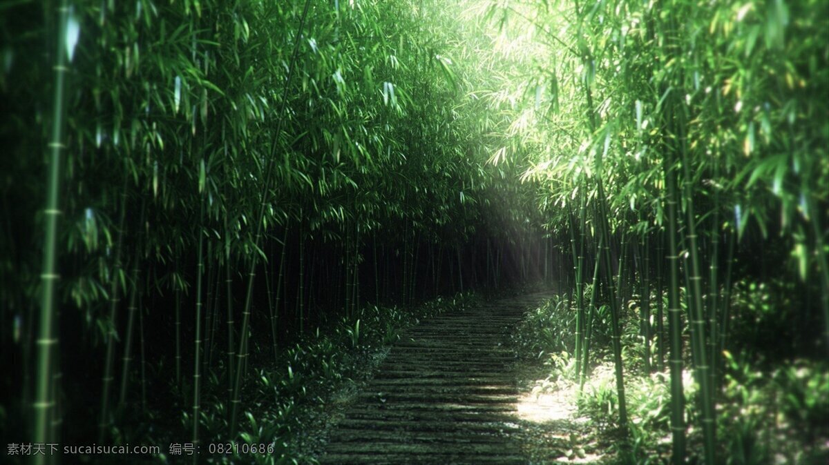 绿色 林地 阳光 风景 生活 旅游餐饮