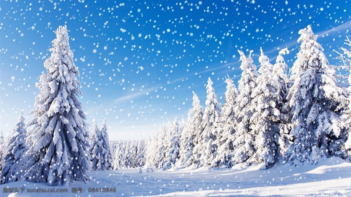 漫天 森林 中 白雪 冬日 冬天 银光素裹 冰雪 雪花 阳光 温暖 潮冬 雪山 摄影壁纸 自然景观 自然风景