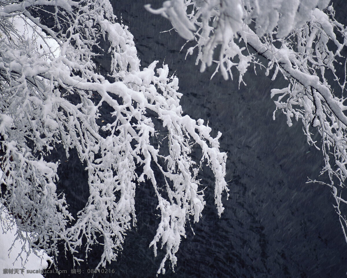 带 雪 树枝 白雪皑皑 雪景 雪松 白雪风光 森林大雪 风景 生活 旅游餐饮