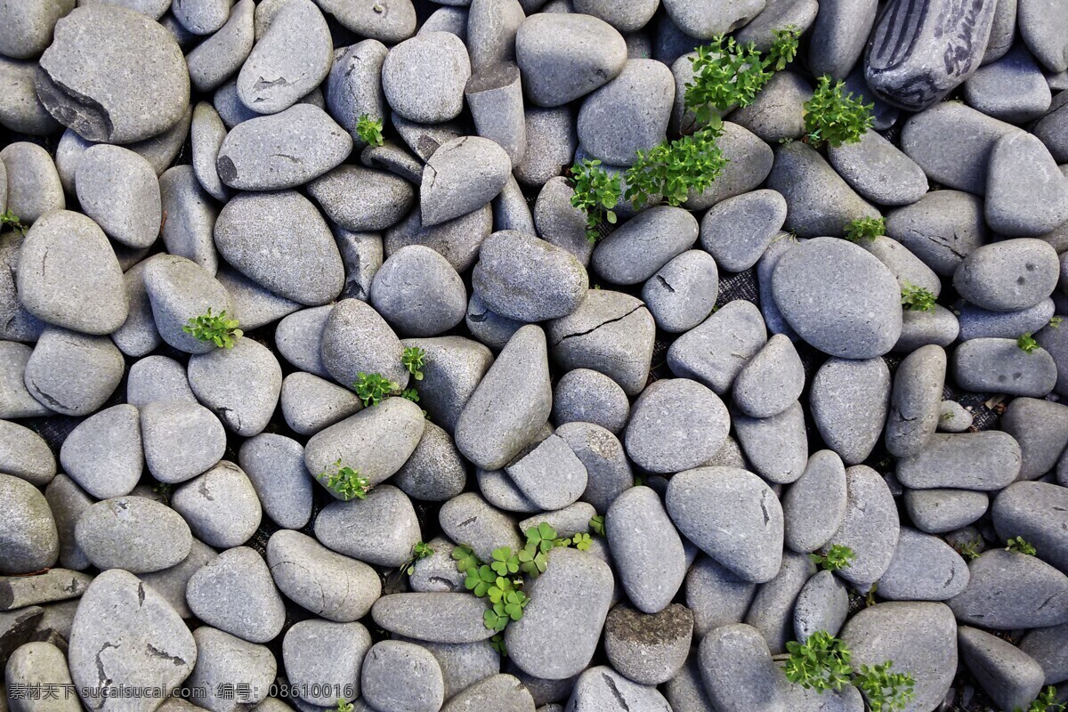 石头堆 里 小草 鹅卵石 石子 石头 石头记 石头背景 自然景观 自然风景
