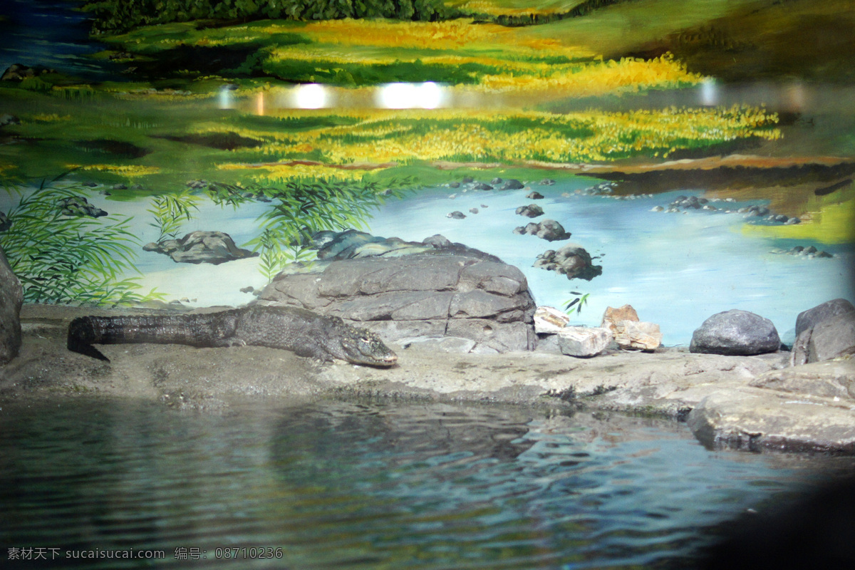 扬子鳄 自然 旅遊 景觀 景象 生物 動物 湖泊 河流 澤地 野生動物 野生动物 生物世界