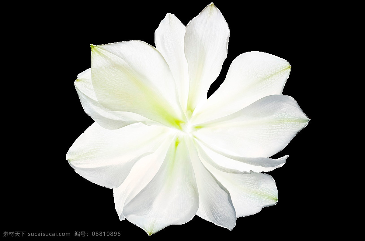 白色 透明 花朵 元素