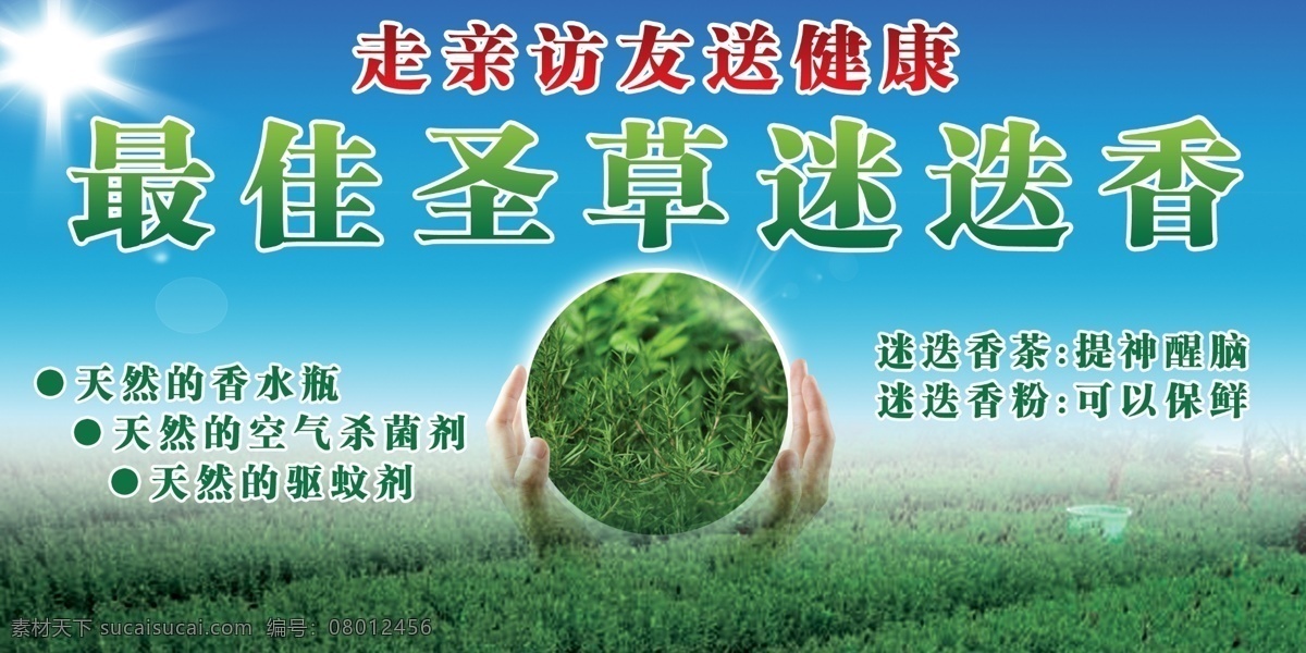 迷迭香 蓝天 太阳光 绿色植物 圣草 原创