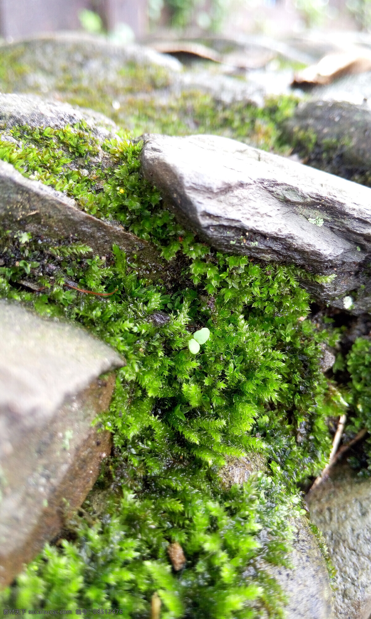 墙缝中的苔藓 顽强 苔藓 岩石 生命 绿色 自然景观 自然风景 白色