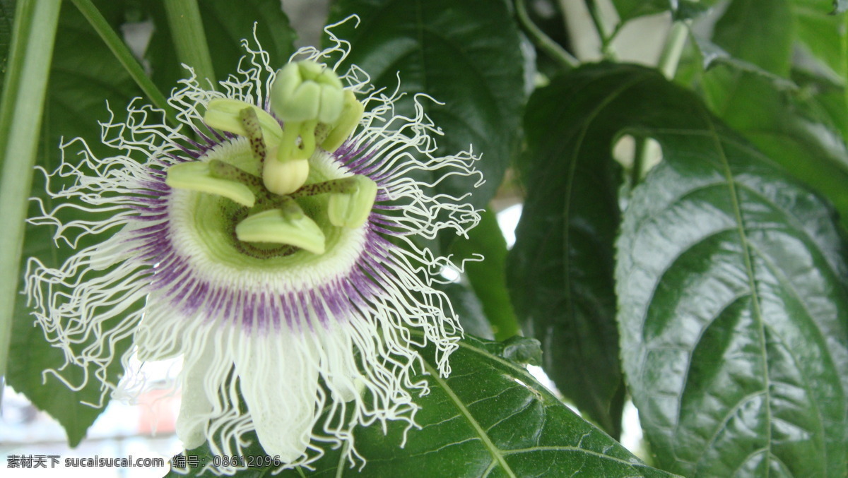 百香果花 百香果 花草 生物世界
