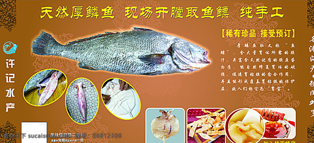 厚鳞鱼肚广告 厚鳞鱼 鱼肚 鱼鳔 许记海产 海报 海产 棕色