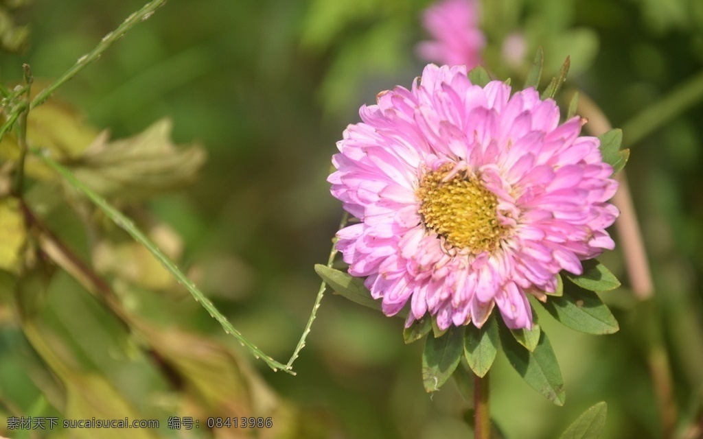 花卉 翠菊 江西腊 七月菊 蓝菊 头状花序 总苞片多层 叶状 舌状花 淡紫红色 花卉系列 生物世界 花草