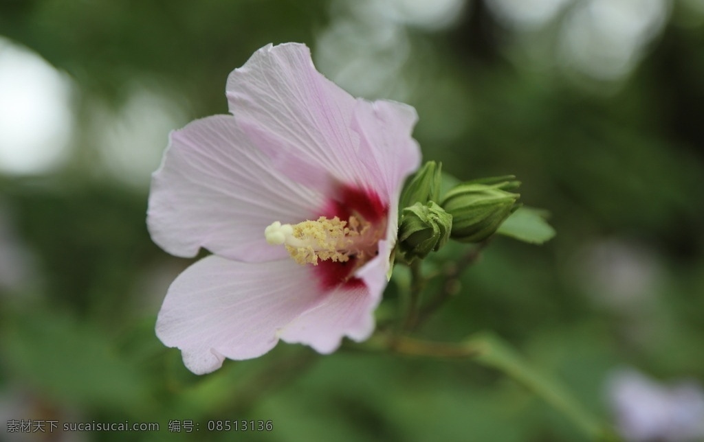 木槿 无穷花 花卉 花儿 花草 植物 园林绿化 绿化景观 装饰画 木槿木槿花 生物世界