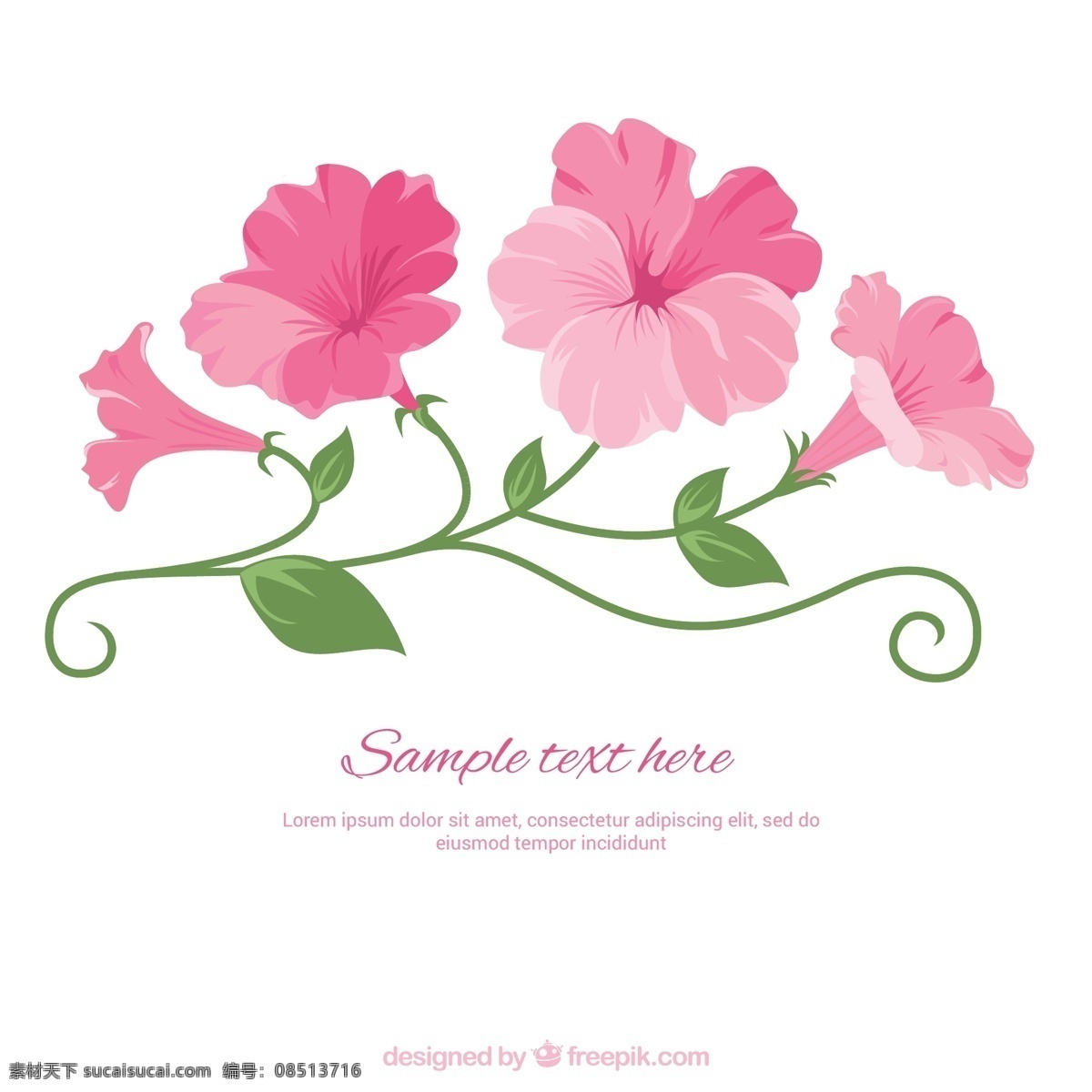 明了 粉色 花 模板 春天 粉红色 插图 春天的花朵 白色