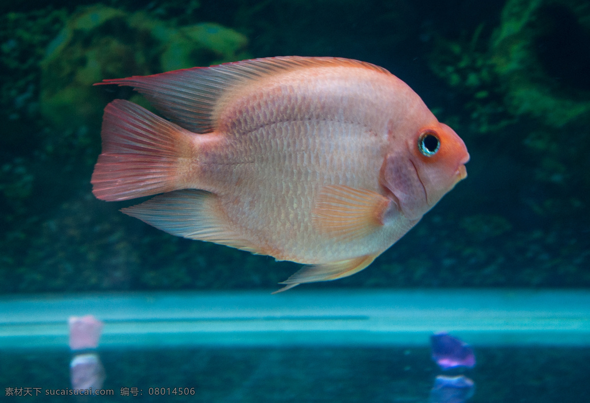 鹦鹉 鱼 热带鱼 生物世界 鱼类 鹦鹉鱼 观赏鱼 淡水鱼 淡水 水下世界