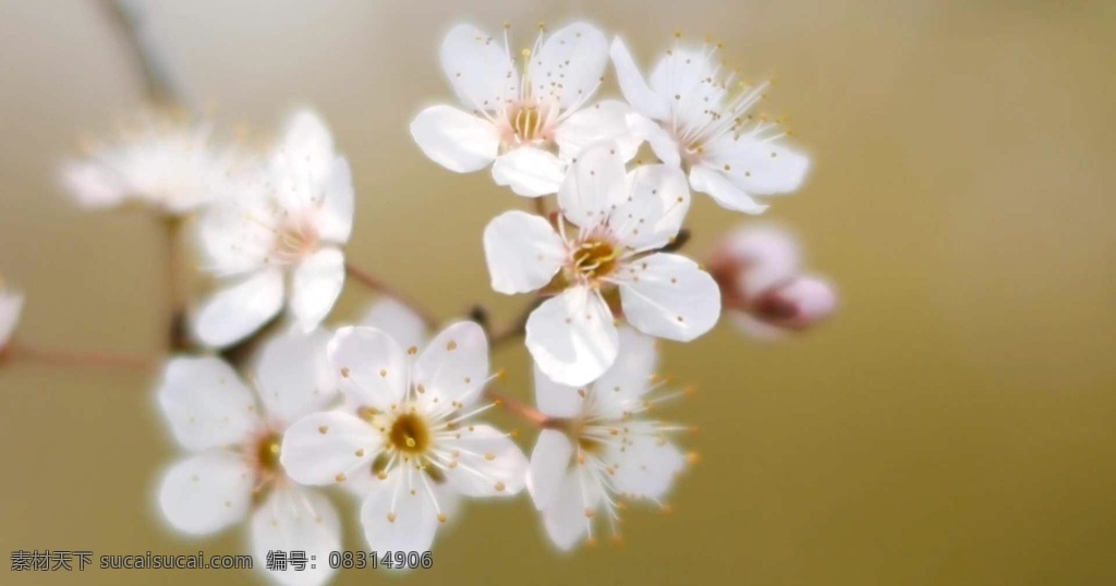 野花 花朵 花朵素材 实拍花 高清花 春天的花 多媒体 实拍视频 动物植物 mov