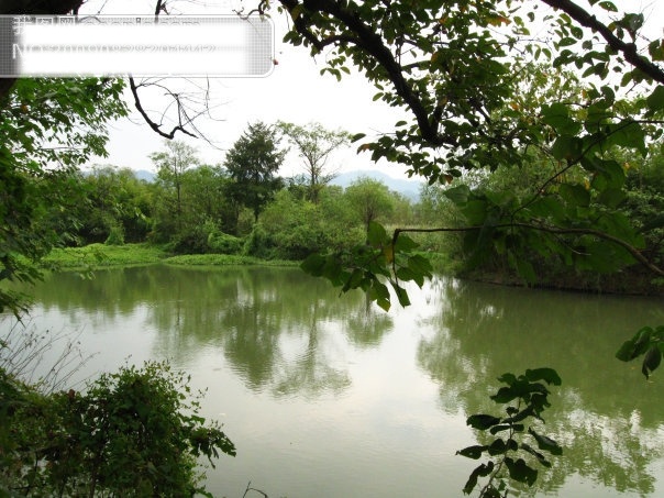 西溪 湿地 杭州 湖水 旅游摄影 绿色植物 绿树 摄影图 水中倒影 西湖 西溪湿地风光 溪西湿地 杭州旅游 风景图片 风景 生活 旅游餐饮
