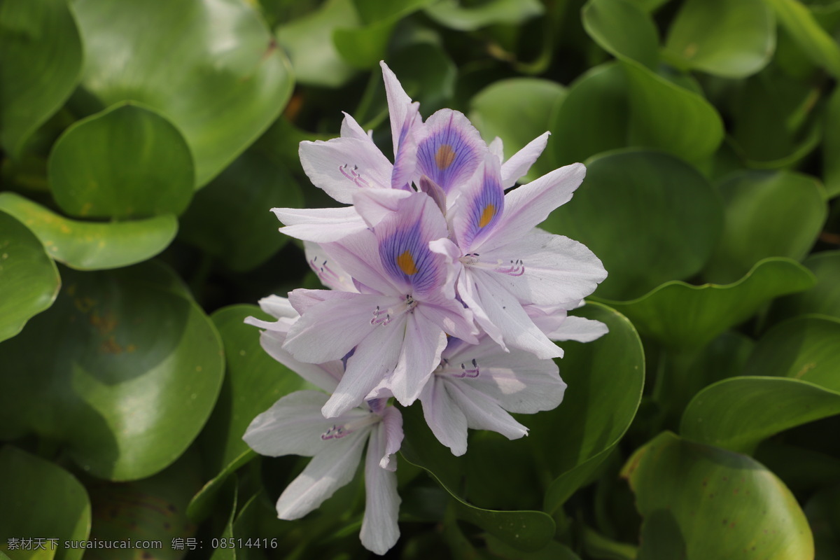 水草花 紫色 鲜花 花蕊 花瓣 绿叶 湿地 植物 野花 秋天 原生态 花卉 生物世界 花草