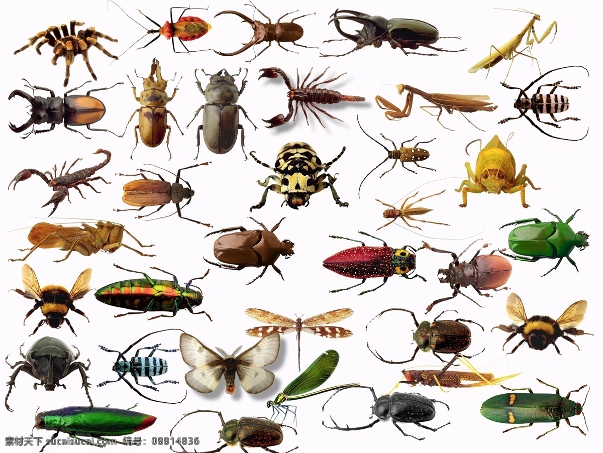 昆虫 壁画 分层 各种昆虫 设计专辑 生物世界