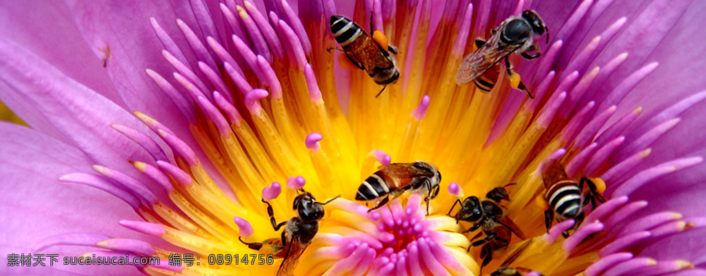 css html 蜂蜜 红色 花卉 蜜蜂 模板 欧美风格 其他模板 商务 江 秋 萍 风格 网页模板 模板下载 网页 花粉 采蜜 英文网站 网站模板 动植食物 源文件 网页素材