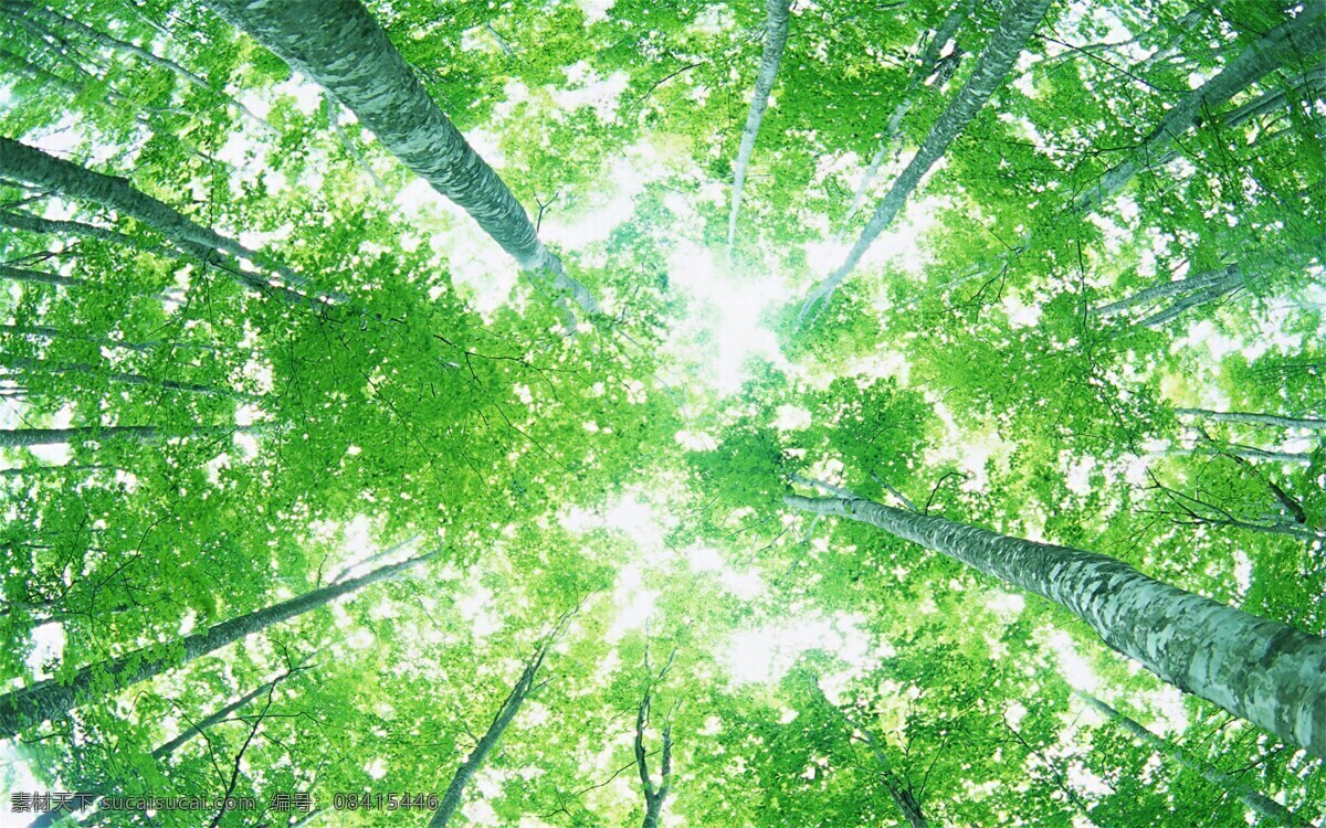 竹林吊顶 风景 唯美 绿色 天空 植物 自然景观 自然风景