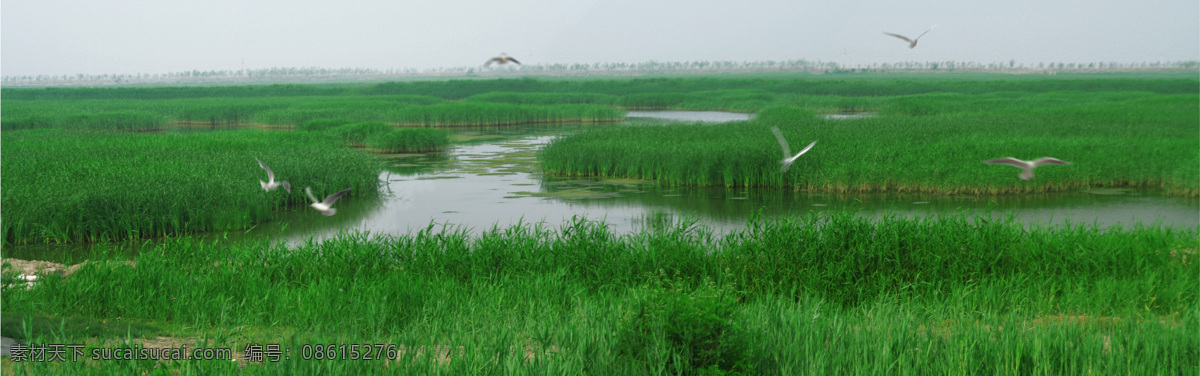 七里 海 全 画幅 景观 七里海 全画幅 绿色 风光 自然湿地 自然风景 自然景观