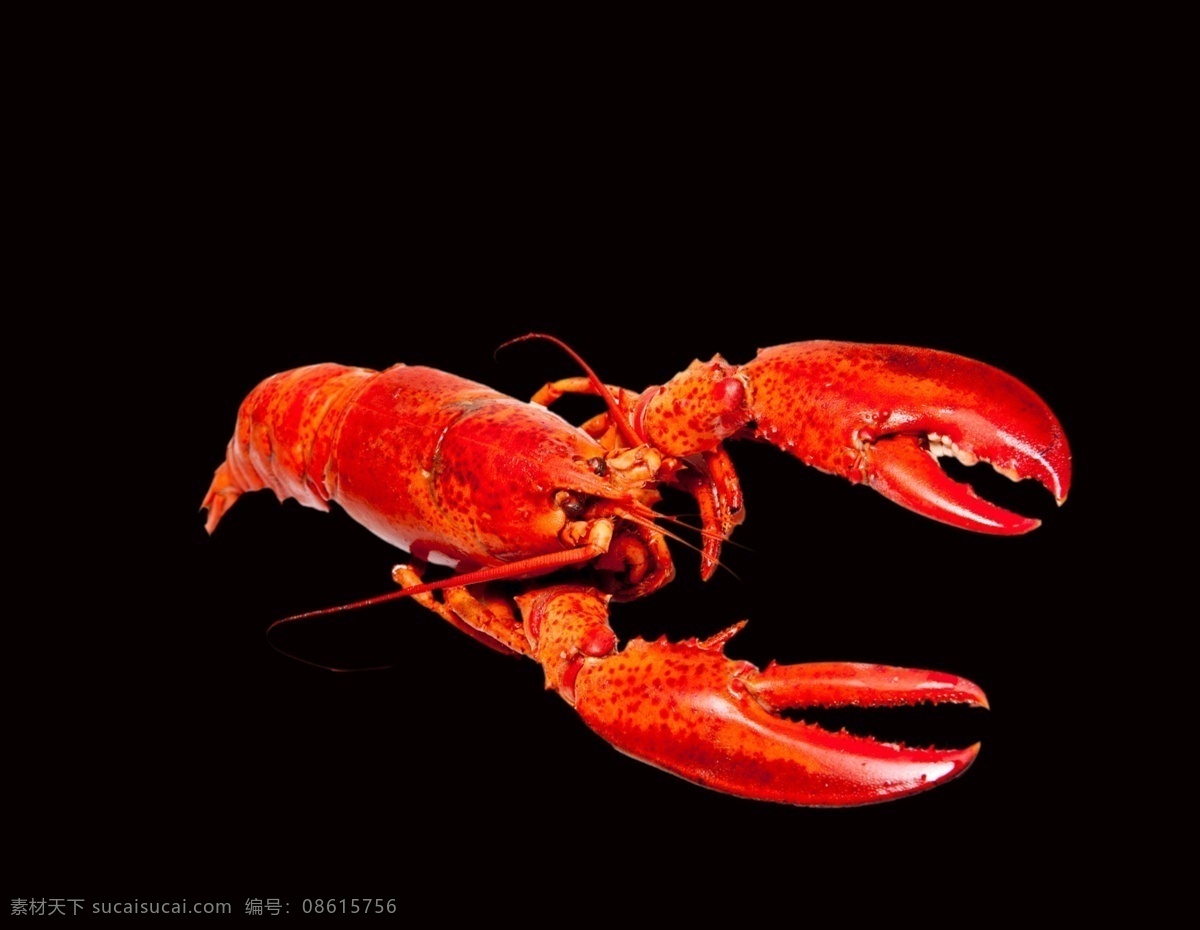 虾 爪 龙虾 食品 海鲜 新鲜 一只小龙虾 红虾 标识 生物世界 海洋生物