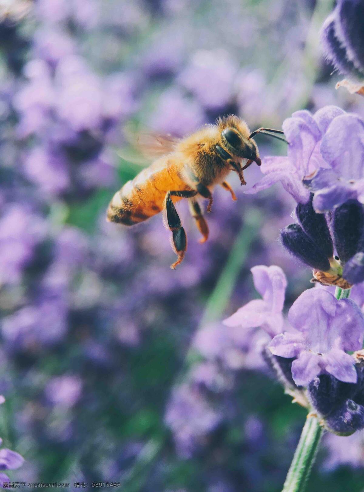 蜜蜂 自然 动物 特写 蜂蜜 花 昆虫 采蜜 可爱动物 生物世界