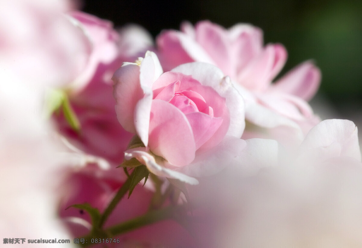 粉红的玫瑰 玫瑰花 红 白相 间 花瓣 绿叶 茎 阳光 玫瑰 花草 生物世界