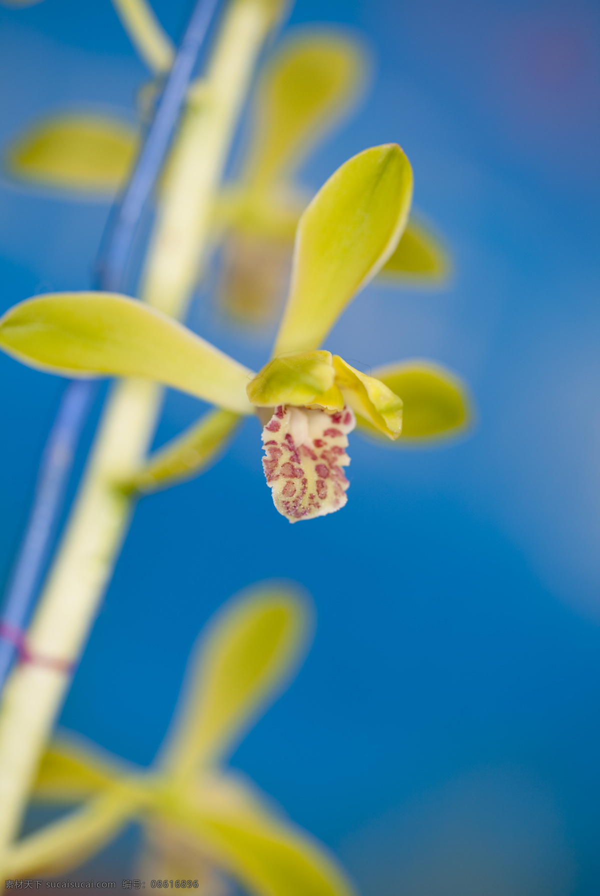 兰花 中国兰花 香兰花 春天的花 香花 花的世界 生物世界 花草