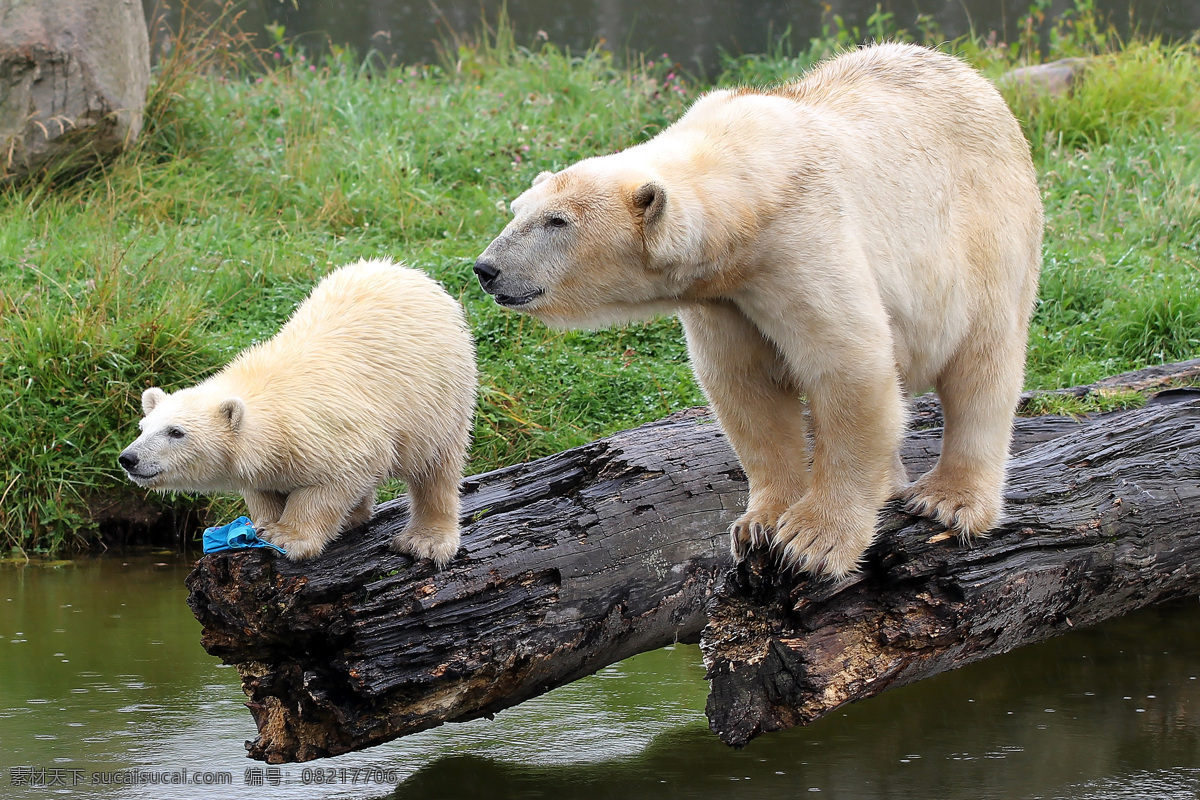 野外白熊 熊 白熊 棕熊 动物 可爱 野外 高清 动 生物世界 野生动物