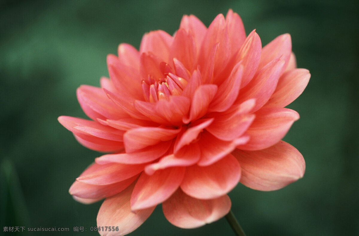 红色花朵摄影 野花 红色花朵 花卉 鲜花 花朵 美丽鲜花 美丽风景 摄影图 鲜花背景 花草树木 生物世界