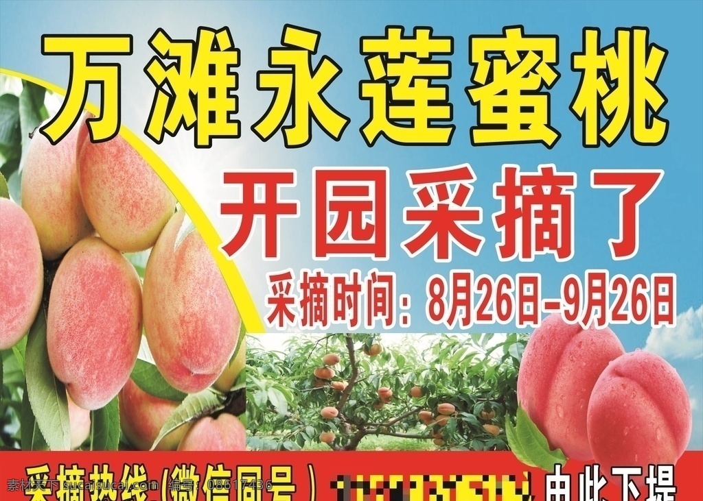 水蜜桃 永莲蜜桃 桃园 桃子 果园 名片卡片
