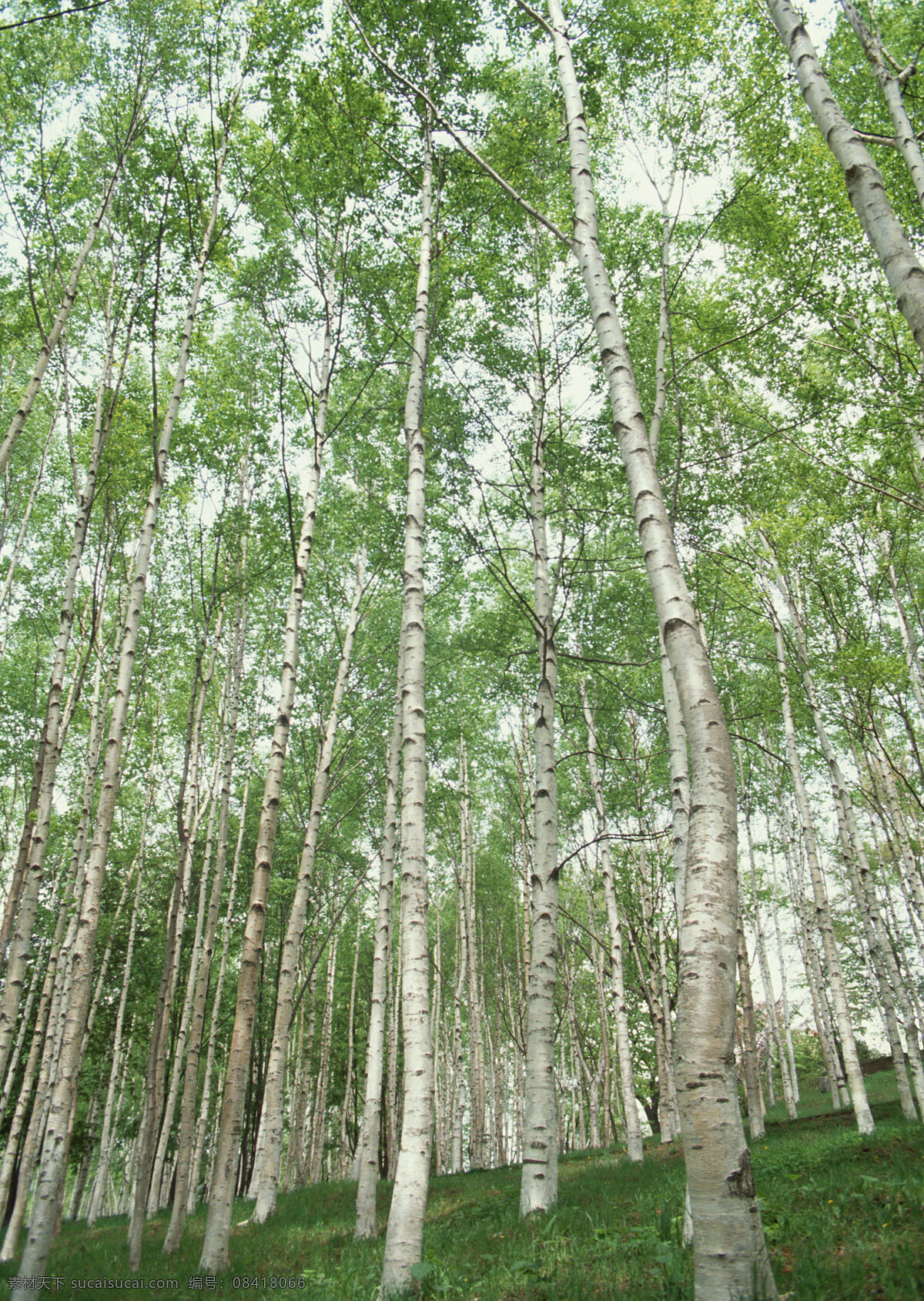 树林美景 树林 树木 绿色 户外 草坪 生物世界 树木树叶