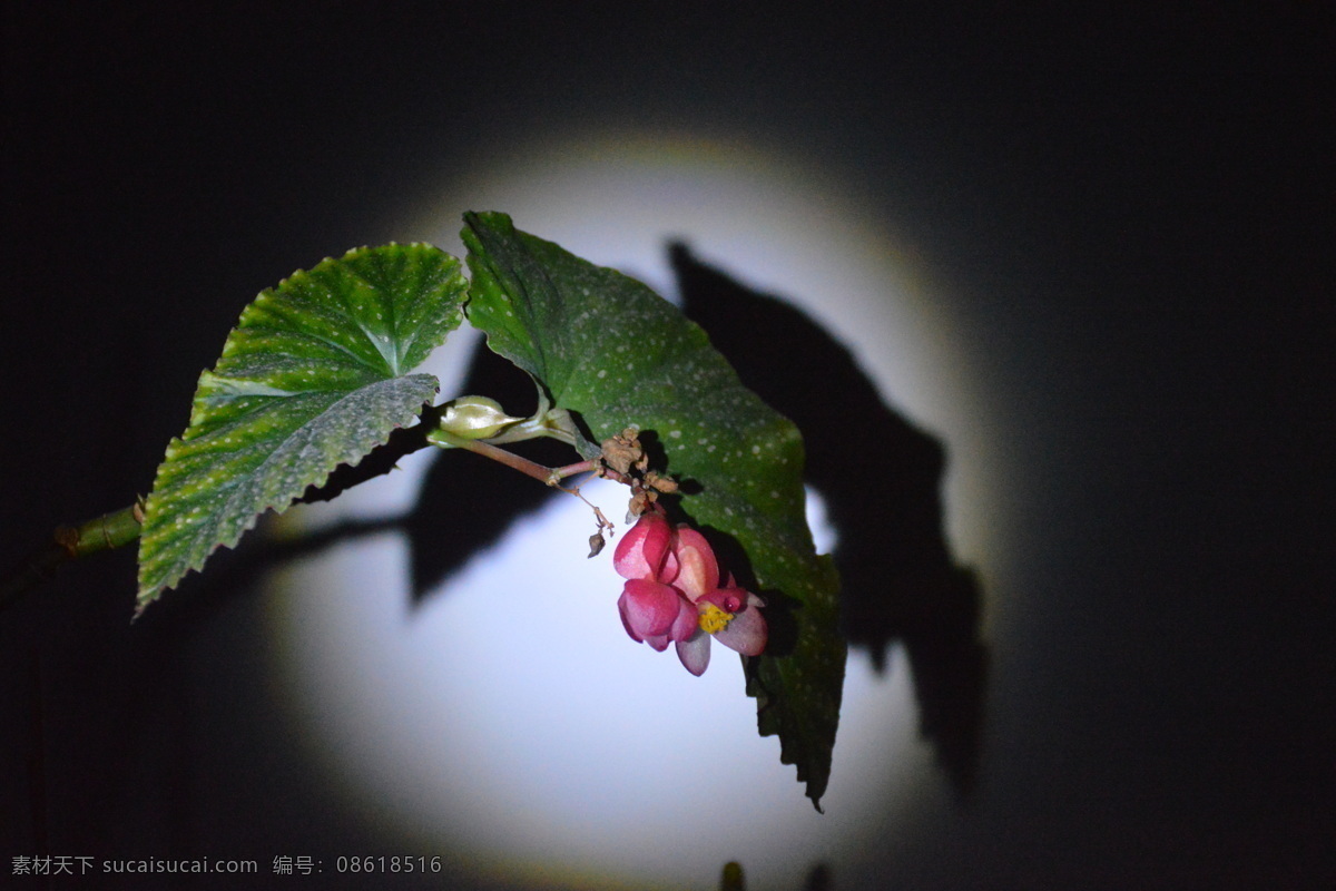 花影重重 花 影 海棠花 海棠 特写 花卉 生物世界 花草