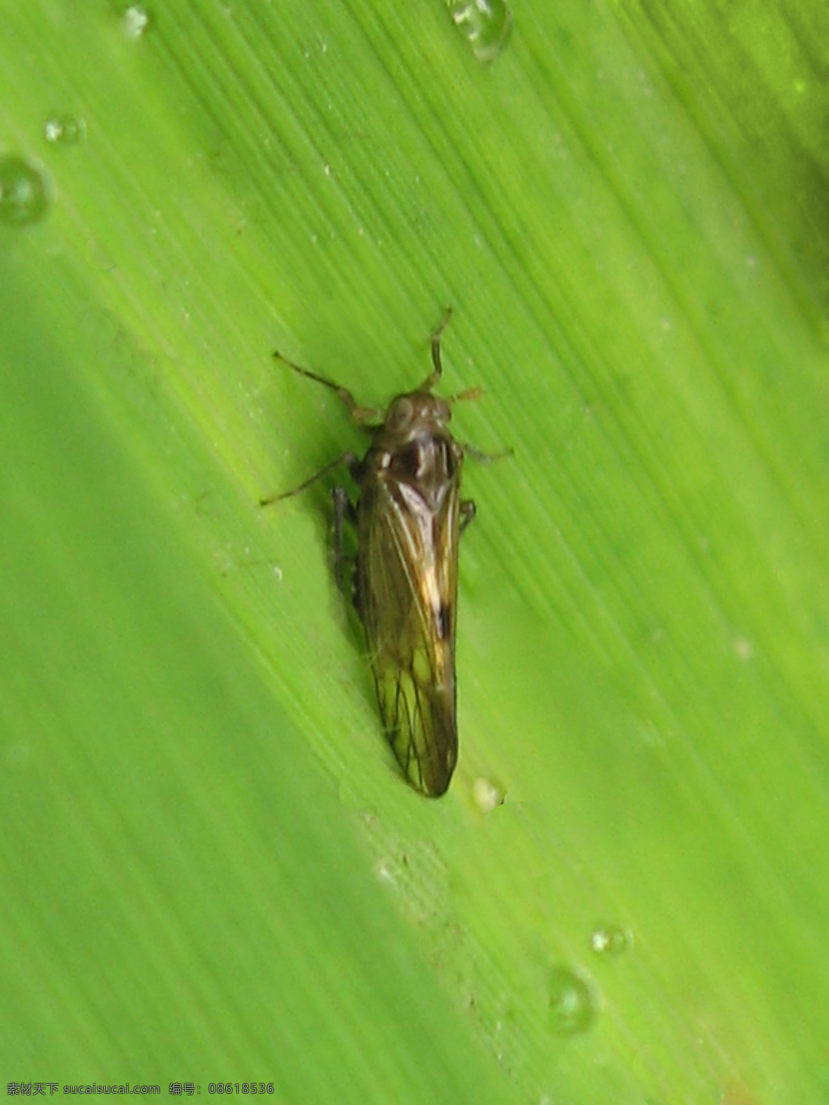 稻飞虱摄影 稻飞虱 水稻害虫 昆虫 生物世界