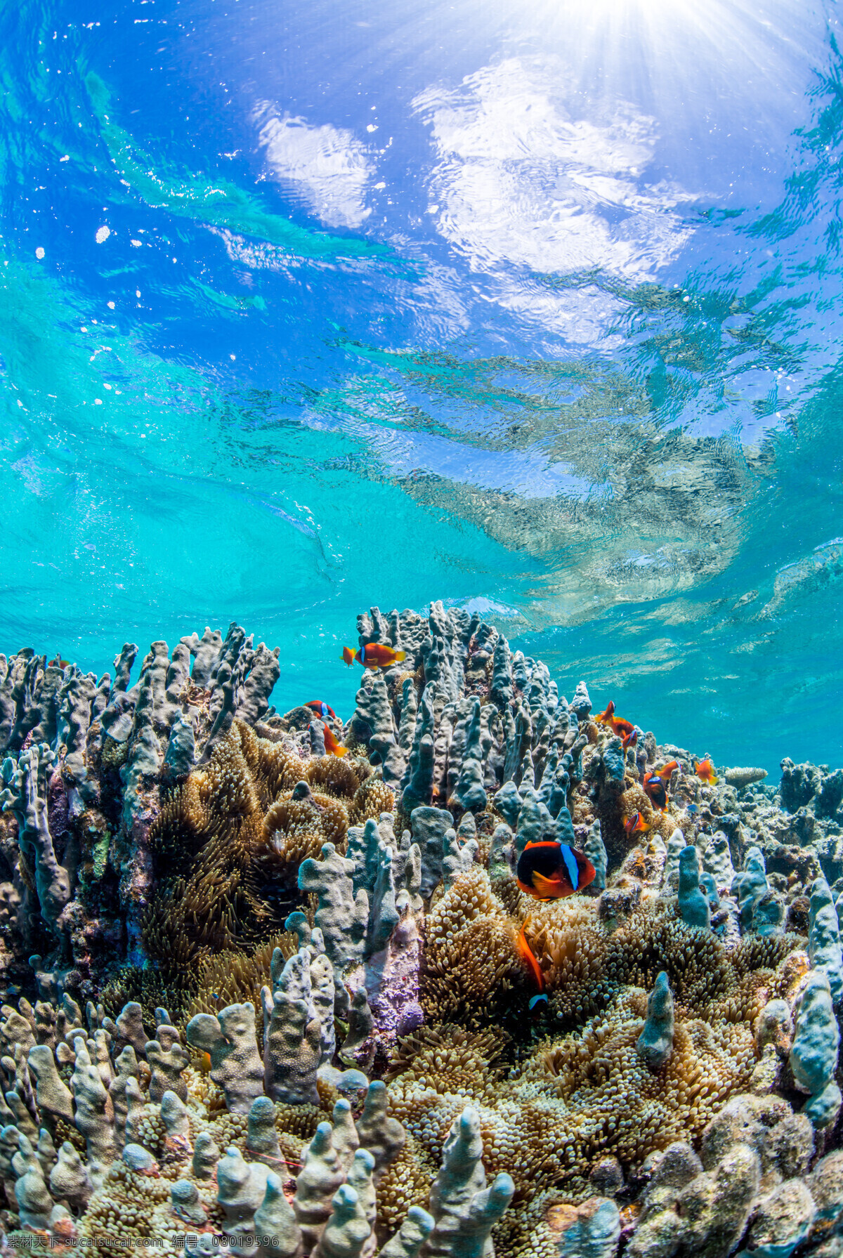 海洋世界 海底世界 海洋馆 海底 海洋 海豚 海底背景 海洋背景 海底鱼群 海洋生物 海底鱼 海洋鱼 海底生物 海底潜水 海底珊瑚 海底鱼类 海洋公园 海洋动物 海洋鱼类 水下 潜水 热带 珊瑚 珊瑚礁 色彩斑斓 鱼群 热带鱼 水族馆 观赏鱼 海水鱼 海水观赏鱼 动物 生物世界