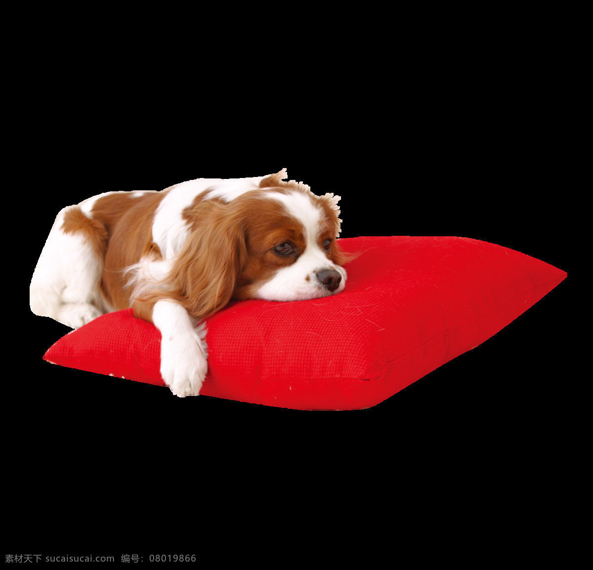 可爱 褐色 小型 犬 产品 实物 产品实物 宠物狗 生肖狗 小狗