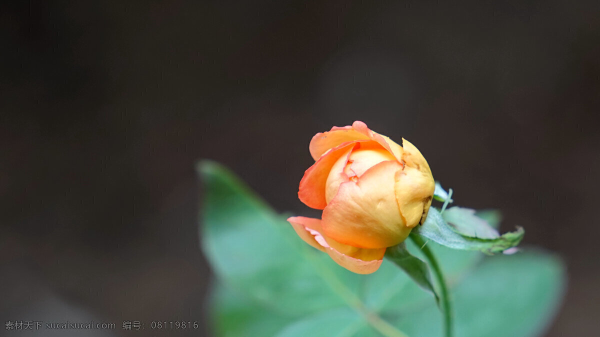 黄色 月季花 花苞 鲜花 花卉 花朵 花草