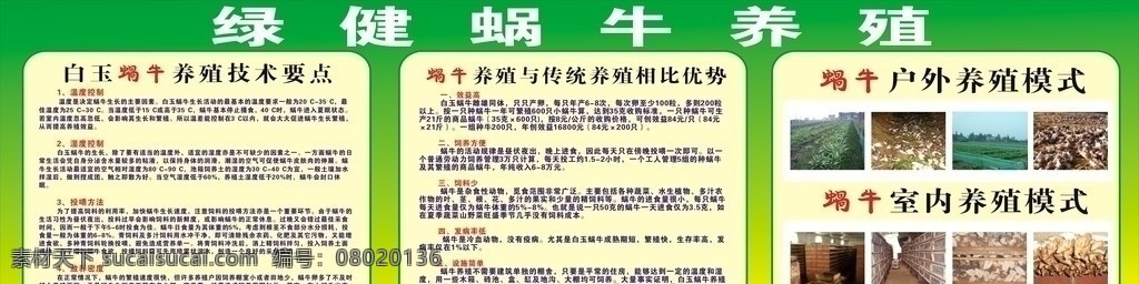 白玉蜗牛养殖 白玉蜗牛 养殖技术 传统养殖 室内 室外 养殖 说明 矢量图库 画册设计 矢量