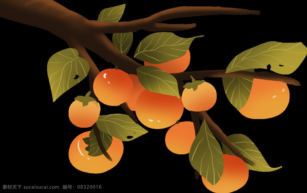 柿子 树 水果 卡通 插画 海报 素材图片 柿子树 png格式