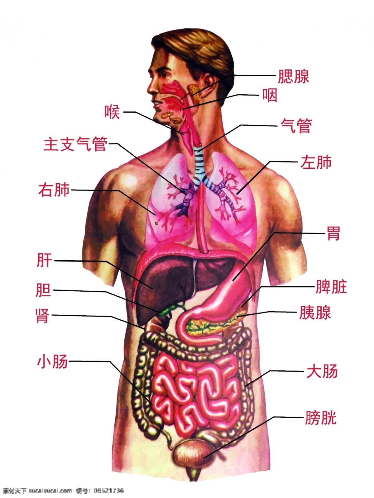 人体消化系统 人体 器官 生命 医学 科普 解剖图 肝胆胰 人体器官 消化系统 人体标本 生命科学 生物教学 生理教学挂图 人体结构 生活百科 医疗保健