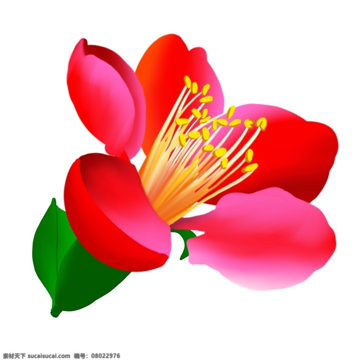 红粉 免 扣 卡通 花朵 粉色桃花 树枝 两朵桃花 花芯花蕊 花瓣 花卉 玫瑰 盛开 梅花 腊梅 小樱花 手绘