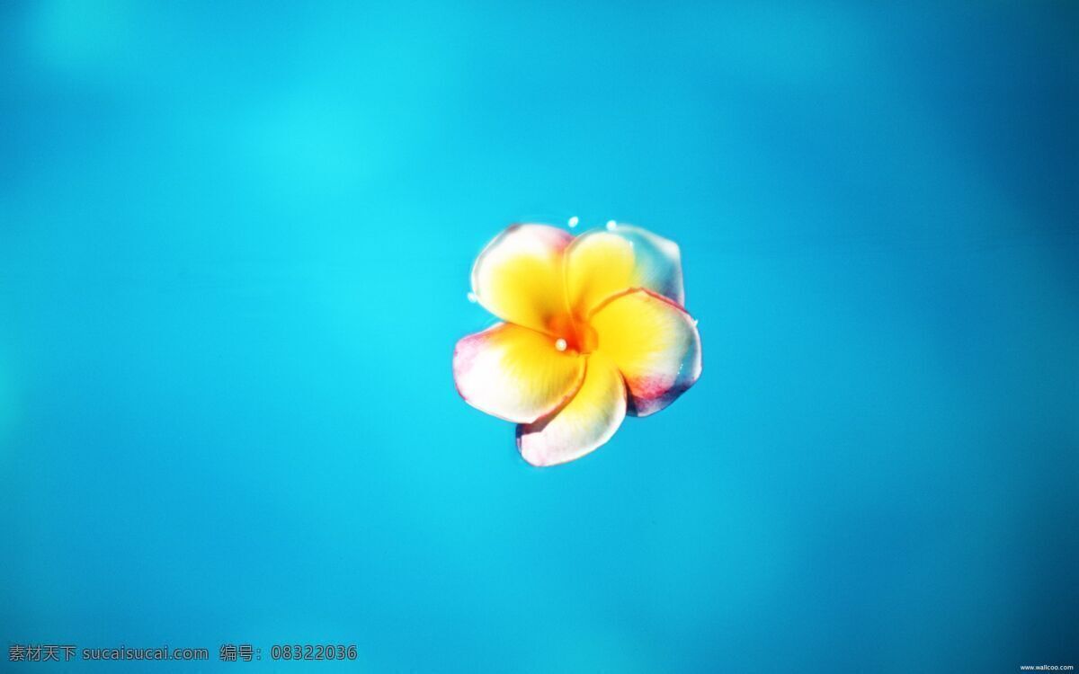 精品花卉 花 花卉 一朵鲜花 鲜花背景 青色 天蓝色